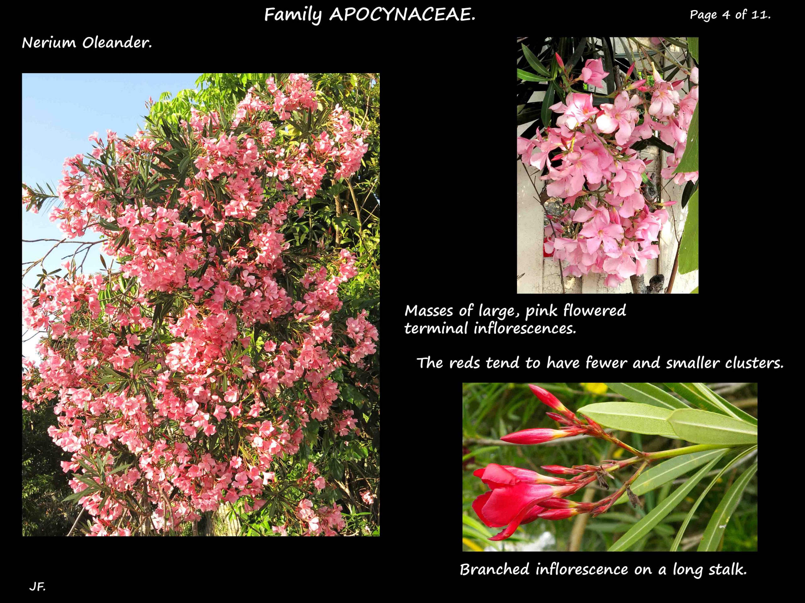 4 Nerium flowering